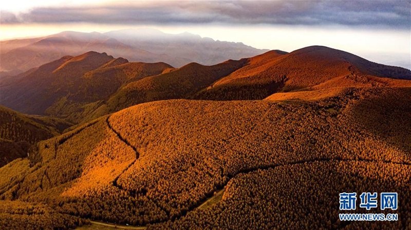 Autumn turns Qinyuan woodlands gold