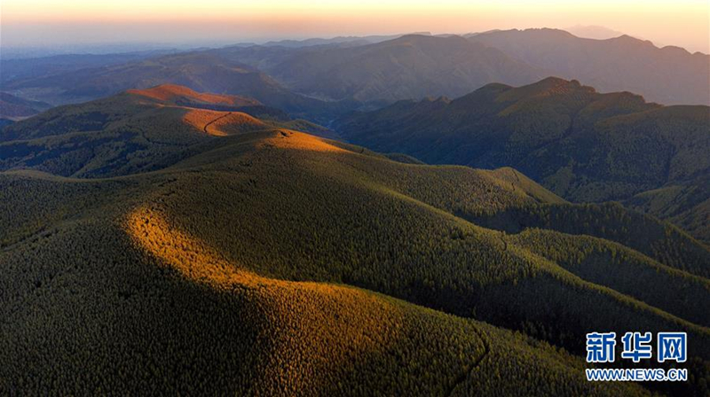 Autumn turns Qinyuan woodlands gold