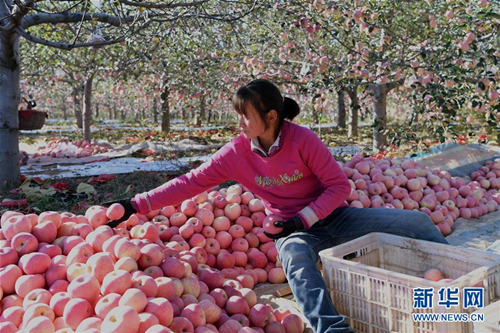 Apples provide income for Jixian farmers