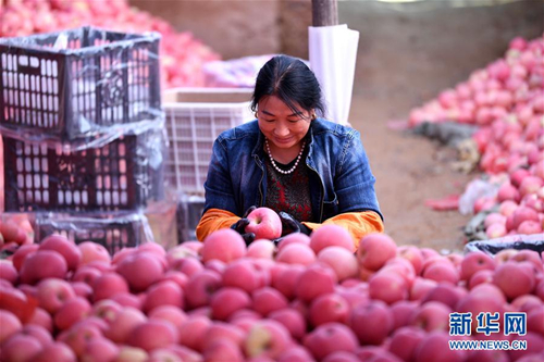 Apples provide income for Jixian farmers