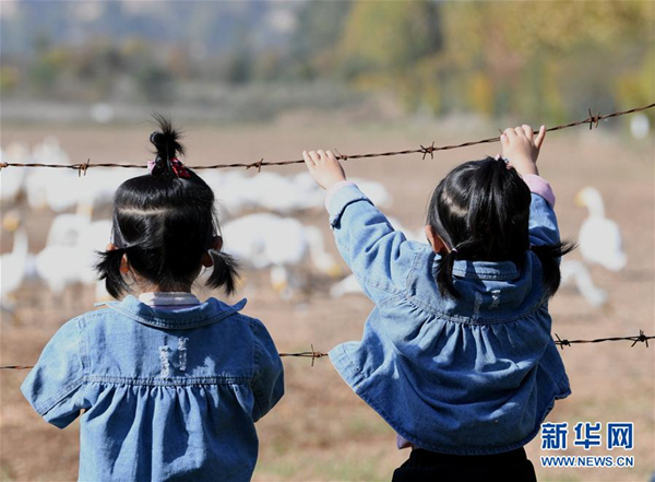 Swans head to Shanxi for winter months