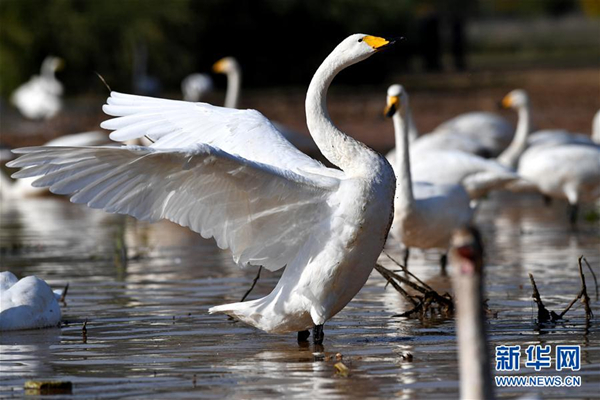 Swans head to Shanxi for winter months