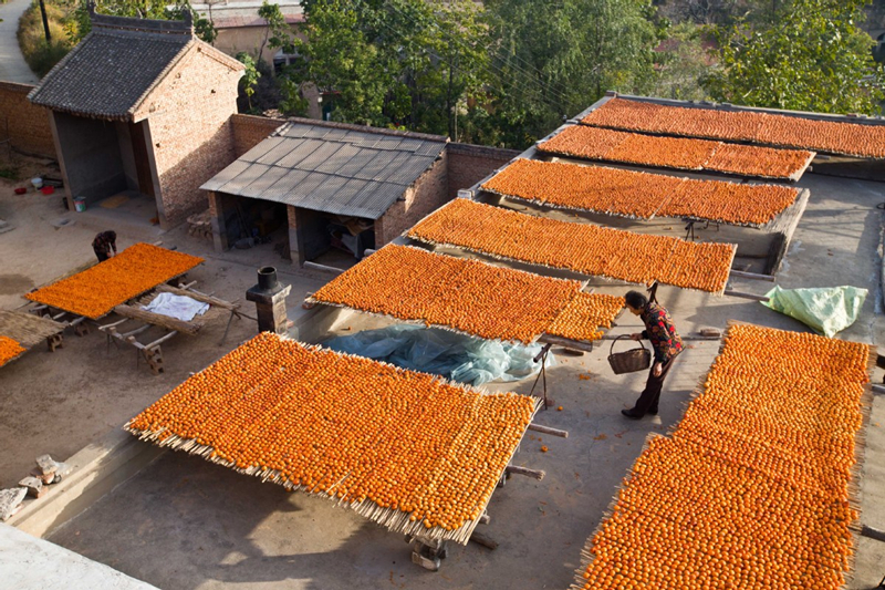 Shanxi villagers make dried persimmons in sweet sunshine