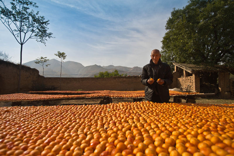 Shanxi villagers make dried persimmons in sweet sunshine