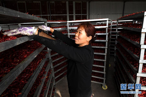 Chilies become Xiangfen county's hot product