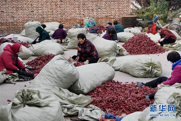 Chilies become Xiangfen county's hot product