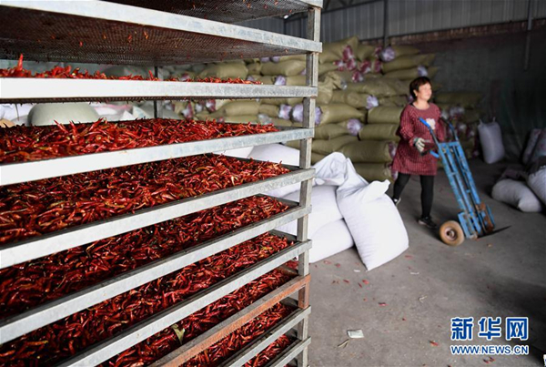 Chilies become Xiangfen county's hot product