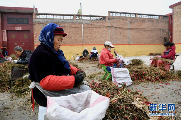 Chilies become Xiangfen county's hot product