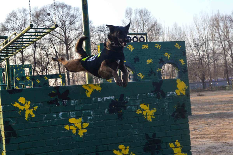 Police dog trained to help operations