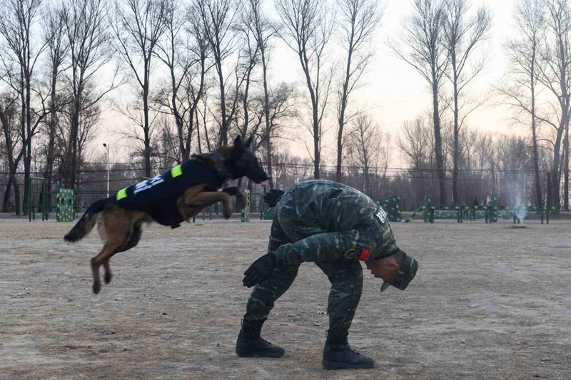 Police dog trained to help operations