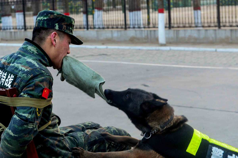 Police dog trained to help operations