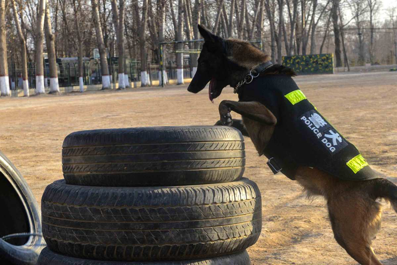 Police dog trained to help operations