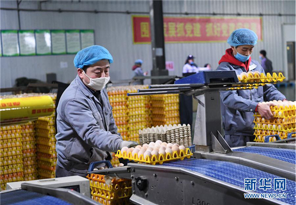 Jishan chicken breeding industry helps local development