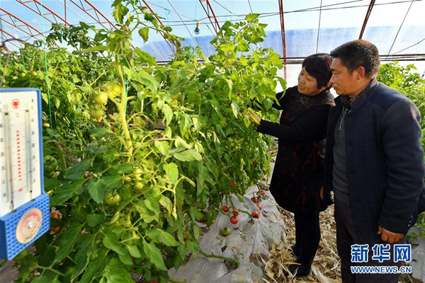 Technology helps Shanxi farmers grow juicy tomatoes