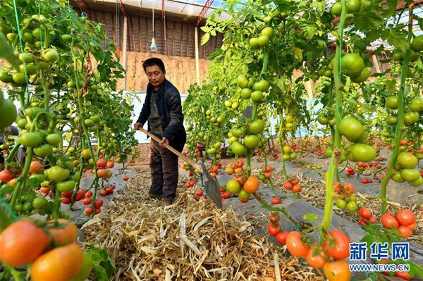 Technology helps Shanxi farmers grow juicy tomatoes