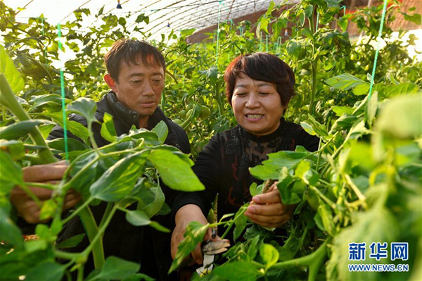 Technology helps Shanxi farmers grow juicy tomatoes