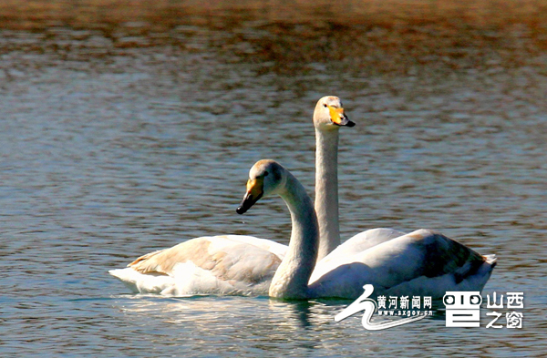 Voluntary force for wildlife protection stronger in Shanxi