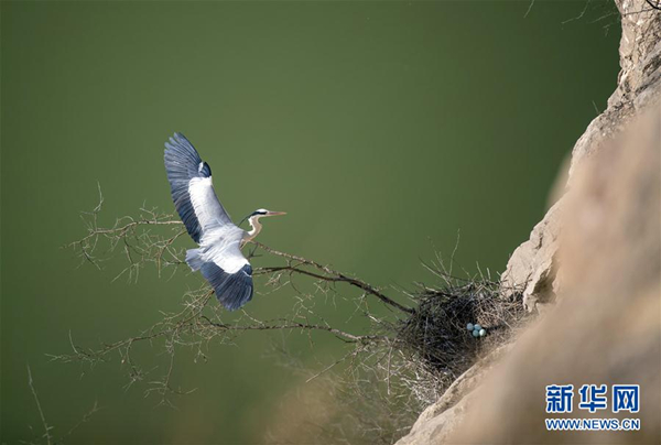 Yellow River nurtures majestic herons