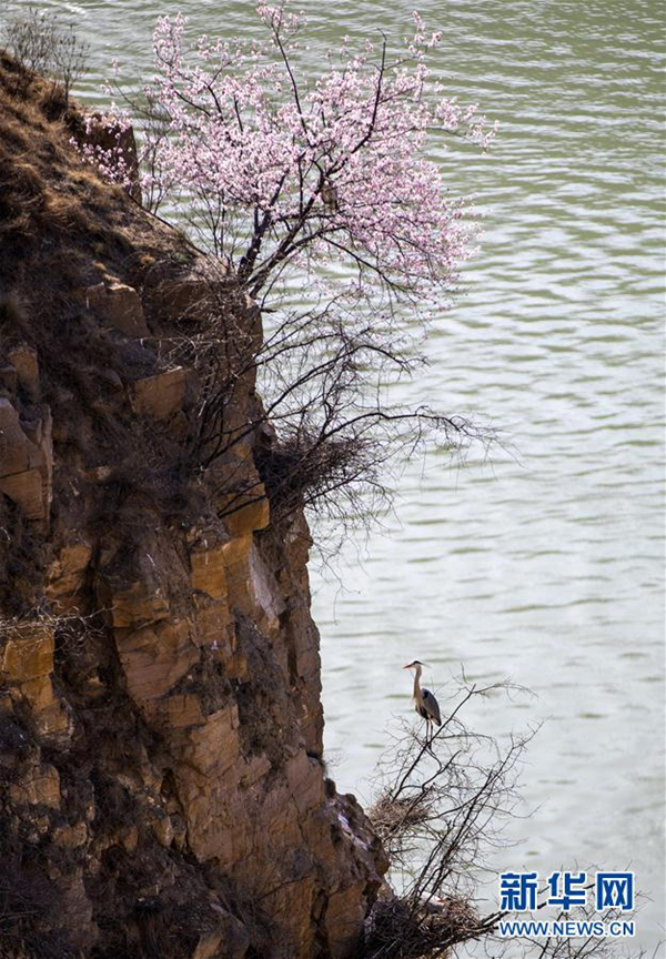 Yellow River nurtures majestic herons