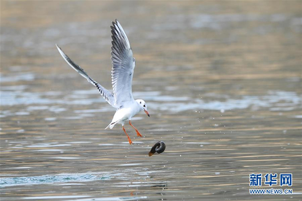 Water birds forage at Fenhe River