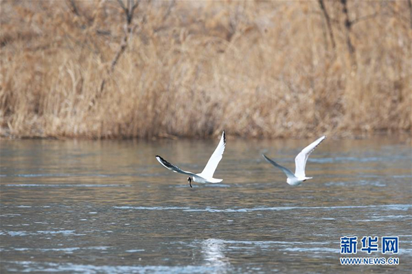 Water birds forage at Fenhe River