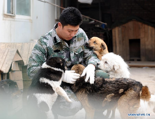 Stray dog shelter searches for social support in China's Taiyuan