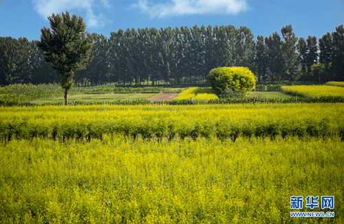 Cole flowers blossom in Taiyuan