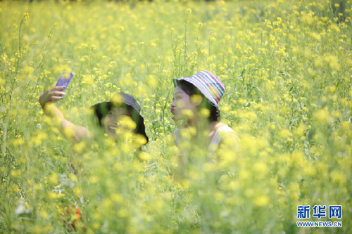 Cole flowers blossom in Taiyuan