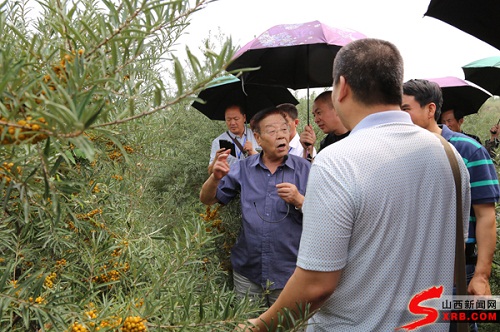 Professor claims sea-buckthorn has anti-cancer properties