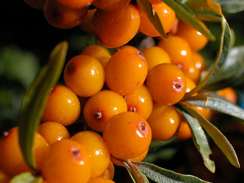 Professor claims sea-buckthorn has anti-cancer properties