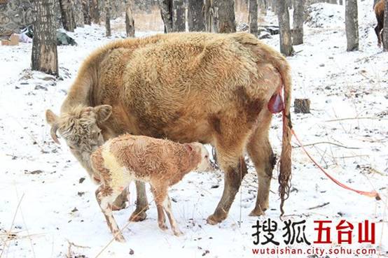 Wutai covered in spring snow