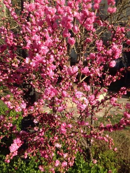 Peach blossoms in Mount Wutai