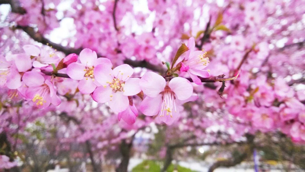 Peach blossoms in Mount Wutai
