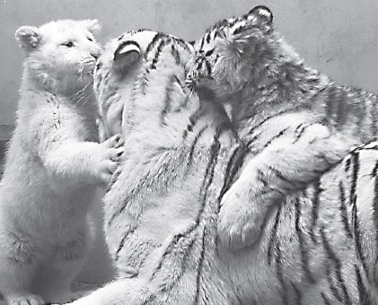 White tiger cubs to make public debut in Shandong