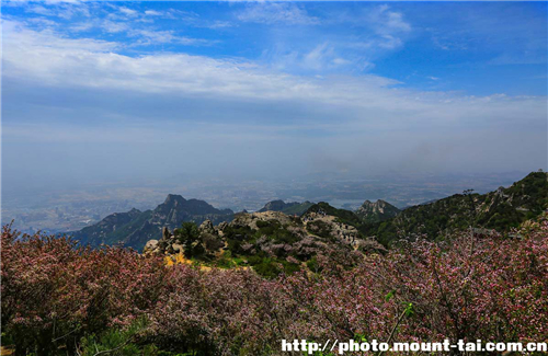 Chinese flowering crabapples blooming in Mount Tai