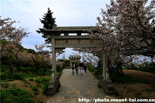 Chinese flowering crabapples blooming in Mount Tai