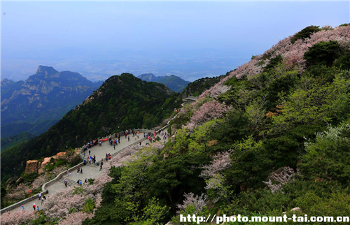 Chinese flowering crabapples blooming in Mount Tai