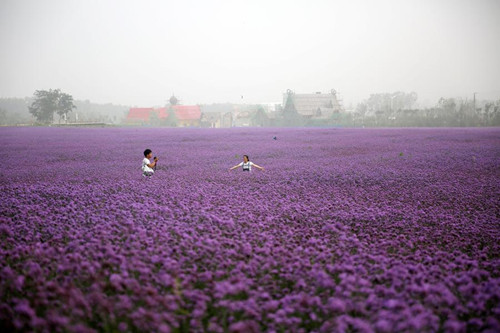 Tourists visit verbena flower field in Qingdao