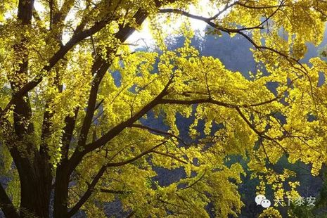 Local photographers capture the beauty of autumn in Tai'an