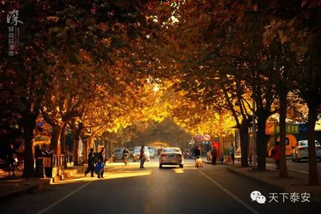 Local photographers capture the beauty of autumn in Tai'an