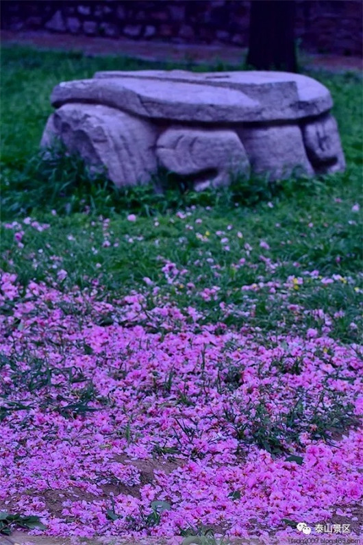 Stunning blossoms adorn Mount Tai