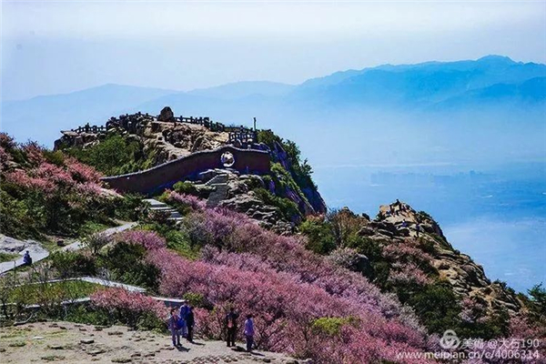 Admire flowering Chinese crabapple at Mount Tai