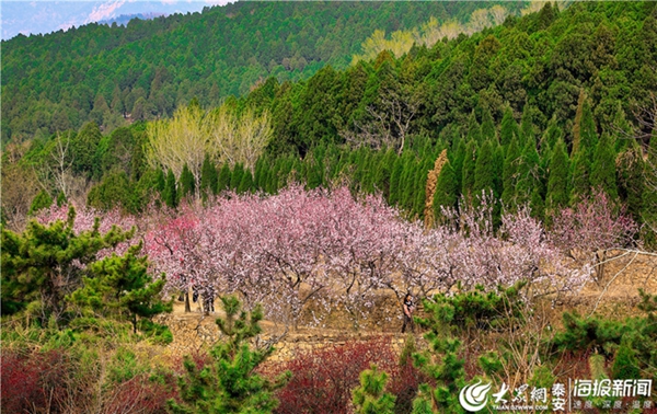 Plum blossoms add color to Mount Tai