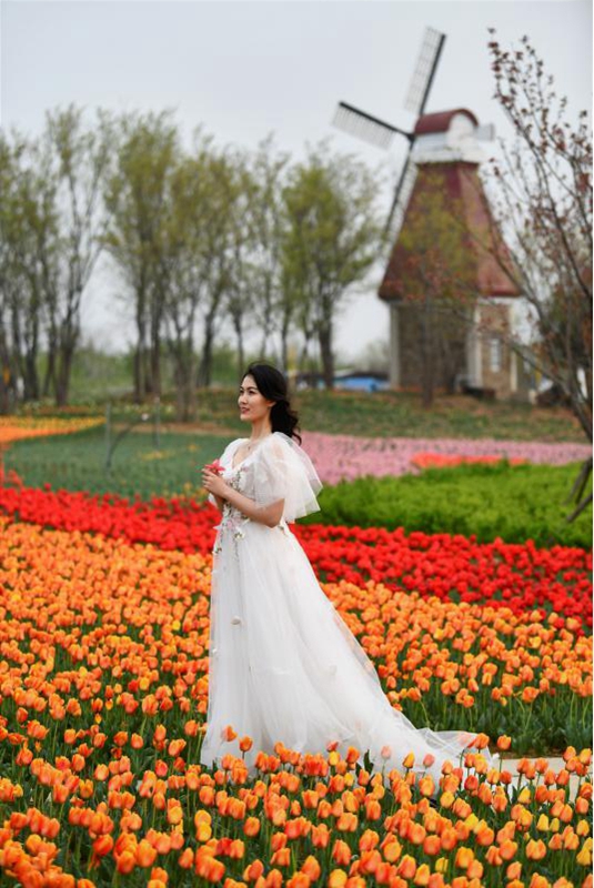 Blooming spring tulips brighten up Tai'an