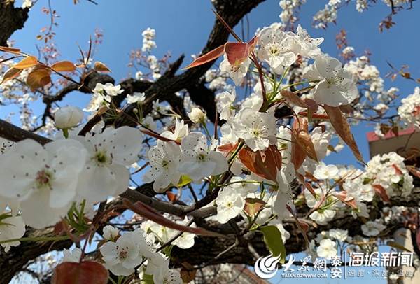 Enjoy pear blossoms in Tai'an