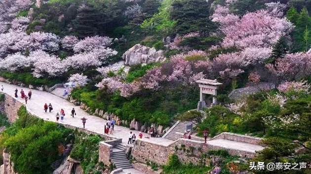 Flowering Chinese crabapples paint Mount Tai