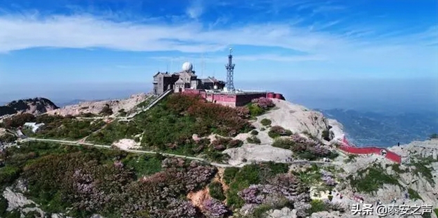 Flowering Chinese crabapples paint Mount Tai