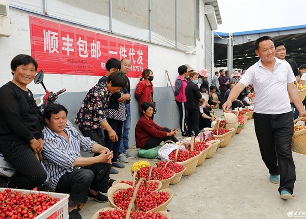 Cherry sales enter peak season in Tai'an