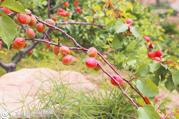 Enjoy picking apricots in Anjiazhuang village