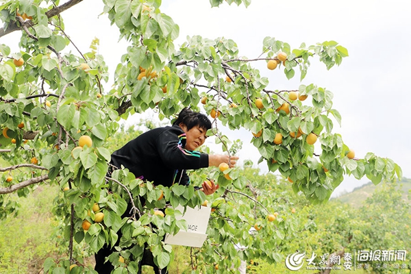 Enjoy picking apricots in Anjiazhuang village
